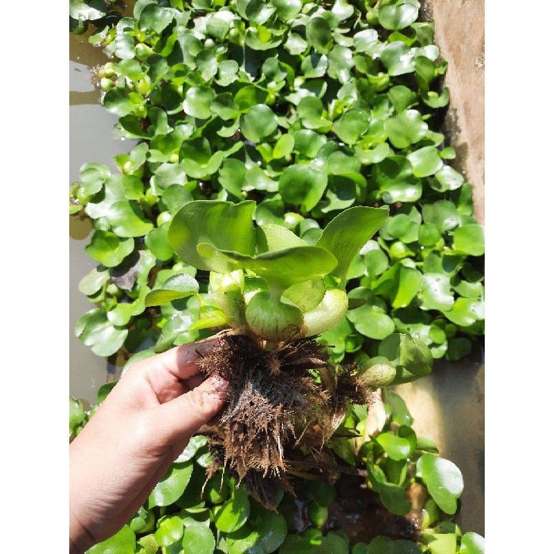 TANAMAN ECENG GONDOK TANAMAN AIR SRI REJEKI