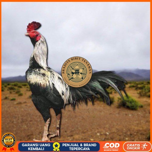 

telur ayam pama ninja original untuk di tetaskan berkualitas unggul PRADITA BIBIT TANAMAN