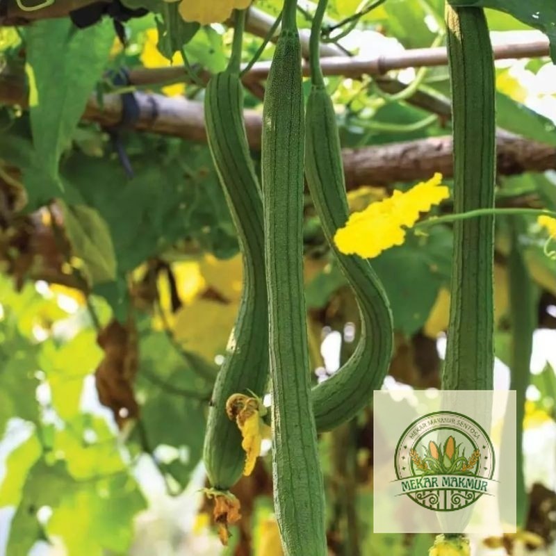 READY OYONG LONG / OYONG TAIWAN  20 BENIH (B.B.19)