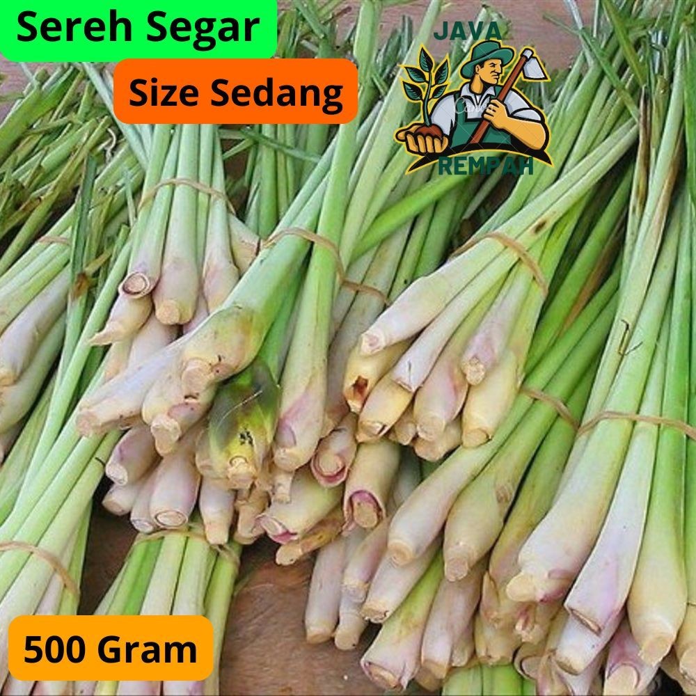 

Sereh Serai Sereh 500gr Segar Bumbu Masak terlaris