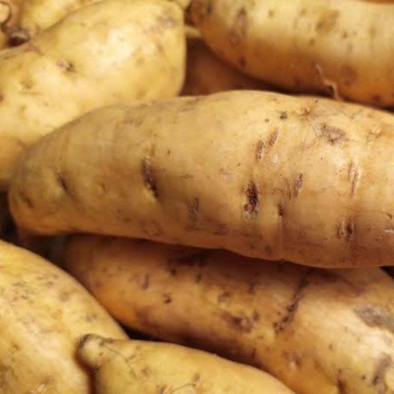 

Ubi Cilembu Manis Legit 1 Kg Free Ongkir