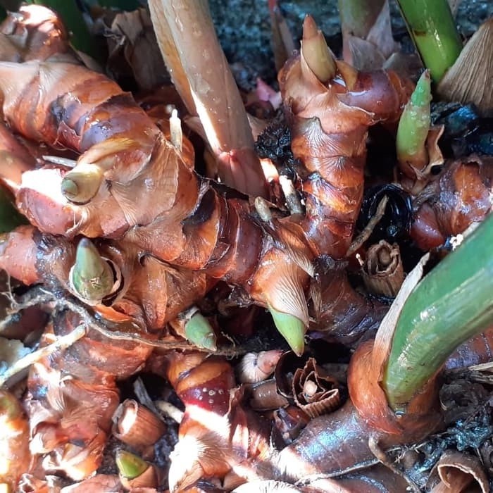 

Lengkuas merah/laos merah/laja/lengkuas segar 500 gram ML plant