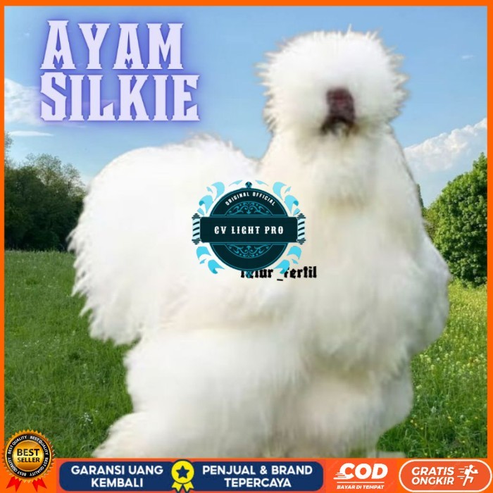 

telur ayam hias silkie bisa untuk di tetaskan original berkualitas CV LIGHT PRO