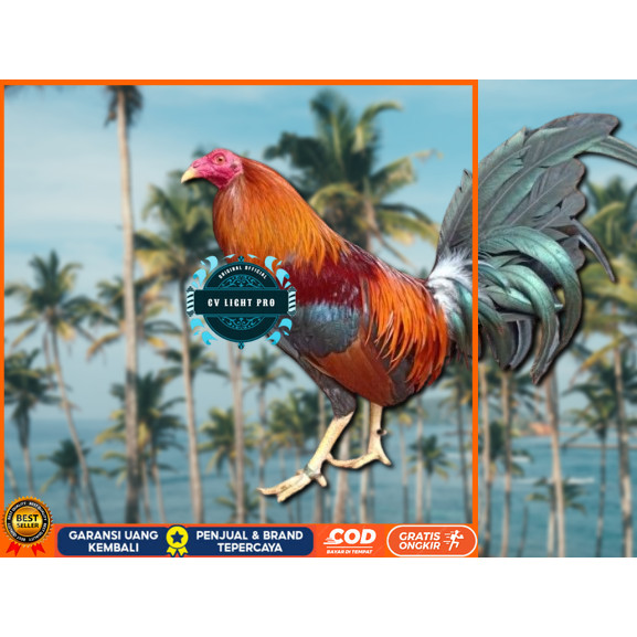 

telur ayam Philipin asli petarung bisa untuk di tetaskan CV LIGHT PRO