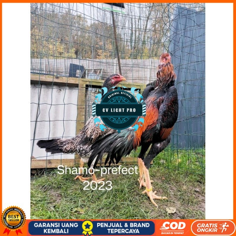 

Shamo Perfeck terlaris 100% CV LIGHT PRO