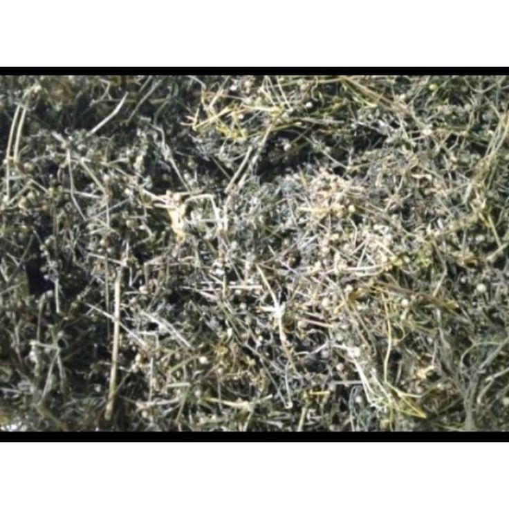 

MURAH Rumput Mutiara Kering Asli 100gr