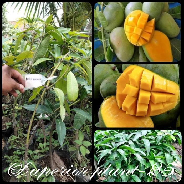 BIBIT MANGGA HARUM MANIS OKULASI TANAMAN MANGGA ARUM MANIS