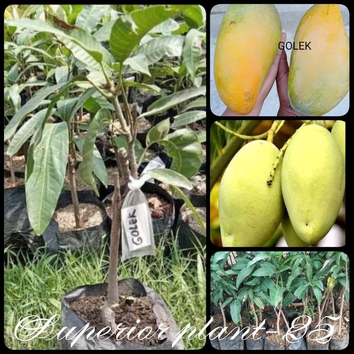 BIBIT MANGGA GOLEK OKULASI TANAMAN MANGGA GOLEK