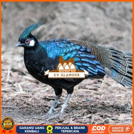 

Telur ayam hias ringneck palawan pheasant fertil untuk ditetaskan Langsung CV GLAMOUR