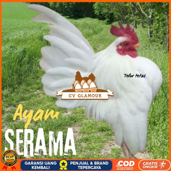 

telur ayam Serama kontes asli bisa untuk di tetaskan original berkualitas CV GLAMOUR