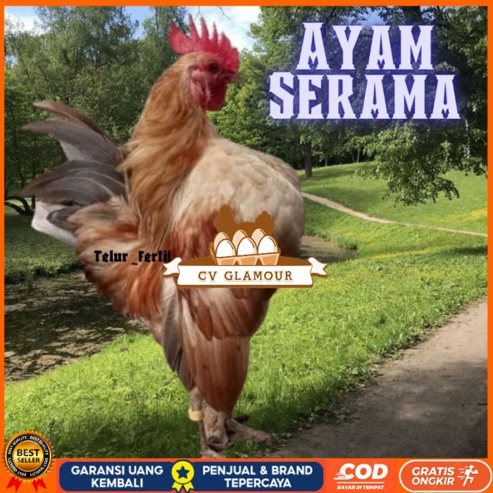

telur ayam Kate Serama asli pendek original berkualitas CV GLAMOUR