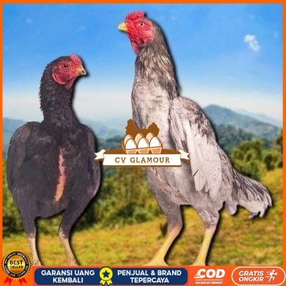 

telur tetas ayan shamo super CV GLAMOUR