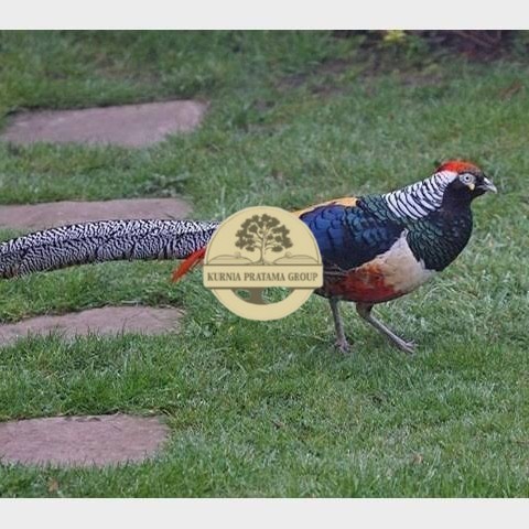 

Telur ayam hias ringneck lady red amherst pheasant fertil asli KURNIA PRATAMA GROUP
