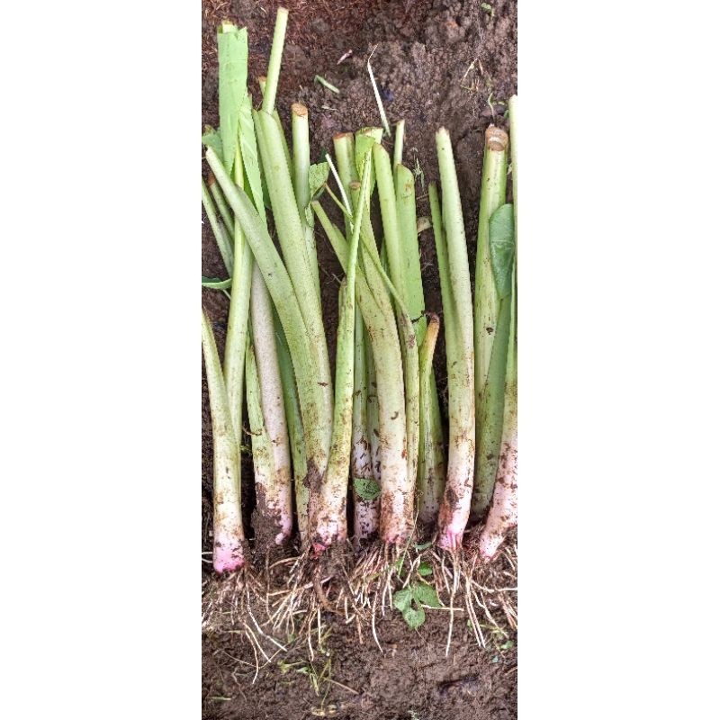 BIBIT TALAS BOGOR /talas Pratama/ per 10 pohon