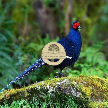 

Telur ayam hias ringneck mikado pheasant fertil untuk ditetaskan Langsung KURNIA PRATAMA GROUP