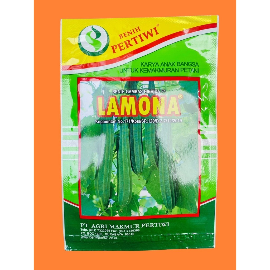 BENIH GAMBAS OYONG HIBRIDA F1 LAMONA dari PERTIWI