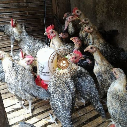

Telur ayam arab fertil siap ditetaskan - AYAM ARAB KURNIA PRATAMA ID