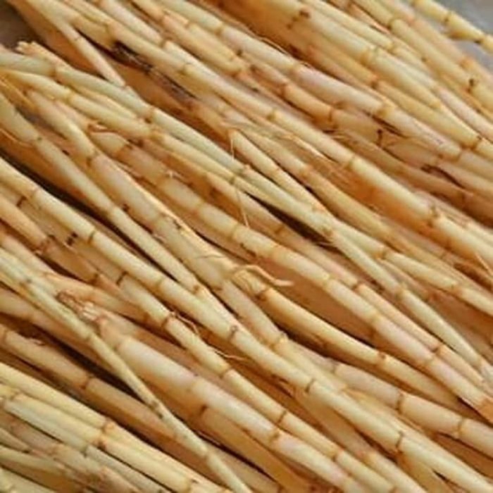 

akar alang alang segar per 1 kg