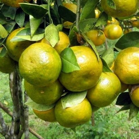 Tanaman Buah Jeruk Keprok Siem Pontianak Kondisi Berbuah