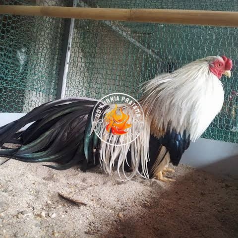 

Telur ayam hias ga tre than chau fertil bisa ditetaskan Langsung UD KURNIA PRATAMA