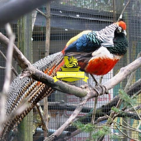 

Telur ayam hias ringneck lady red amherst pheasant fertil untuk tetas KURNIA PRATAMA ABADI