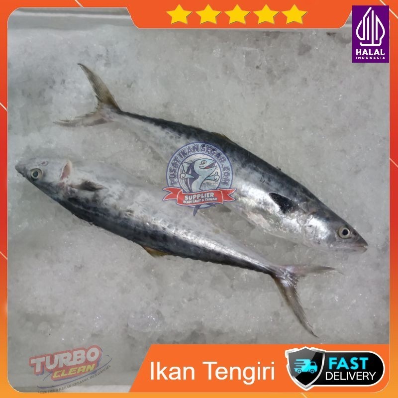

Ikan Tenggiri Ikan Laut Hasil Laut Segar 1 Kg