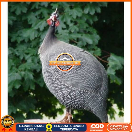 

Telur ayam mutiara hias fertil siap ditetaskan - ayam mutiara CV GLAMOUR ID