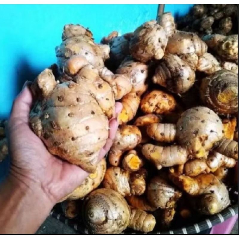 

Temulawak segar organik - koneng gede segar 1kg