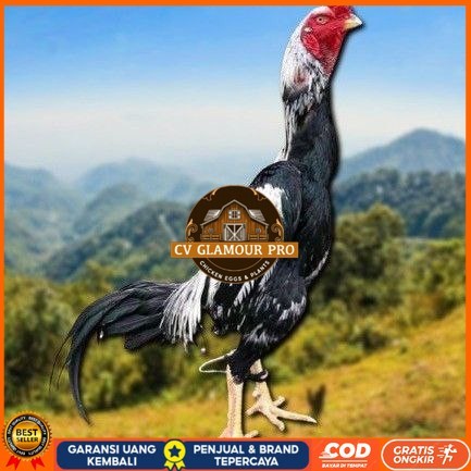 

telur tetas ayam shamo berkualitas unggul CV GLAMOUR PRO