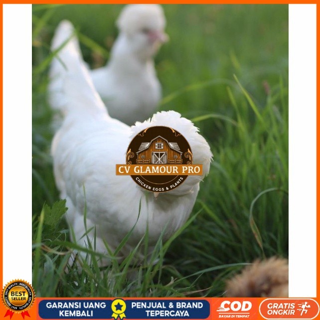 

Telur ayam hias sultan fertil untuk ditetaskan Langsung CV GLAMOUR PRO