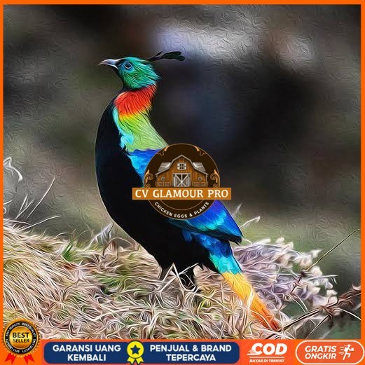 

Telur ayam hias ringneck impeyan pheasant fertil siap ditetaskan CV GLAMOUR PRO