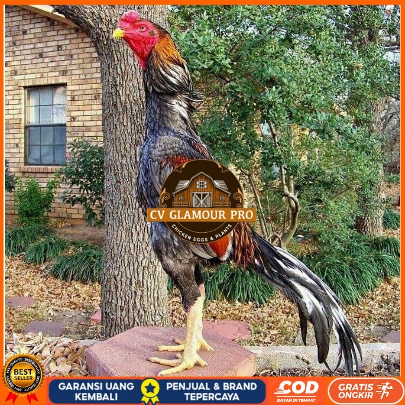 

OSHAMO EROPA FERTIL FRESH CV GLAMOUR PRO