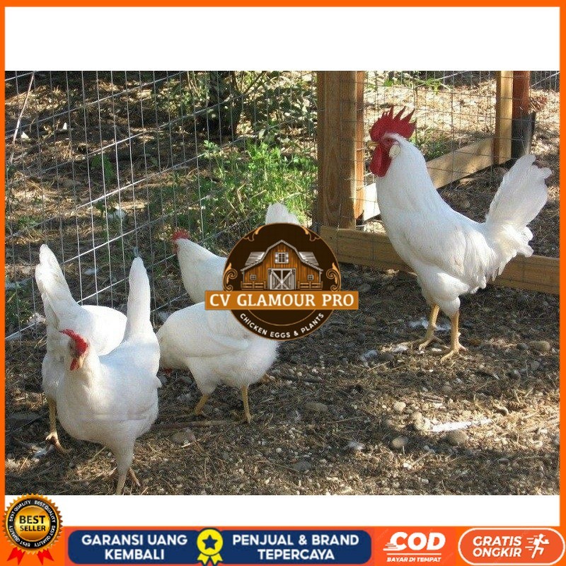 

TELUR AYAM ARAB WHITE UNTUK DI TETASKAN CV GLAMOUR PRO