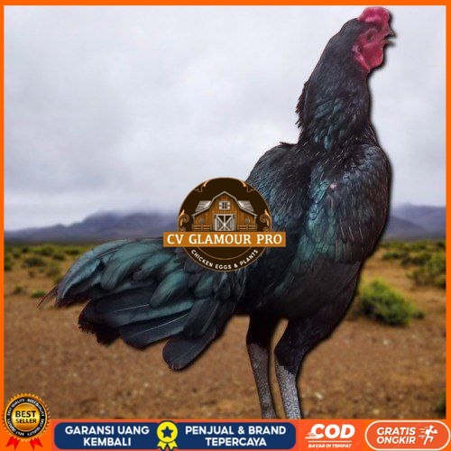 

3 BIJI TELUR PAMA PUKUL STROM promo keras berkualitas unggul CV GLAMOUR PRO