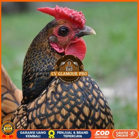 

Telur ayam serama kate batik kanada telur ayam hias fertil siap tetas CV GLAMOUR PRO