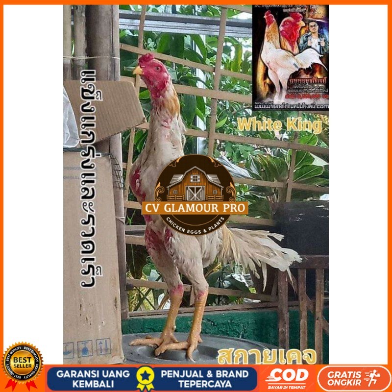 

COD TELUR FERTIL PLUCKER SUPER CV GLAMOUR PRO