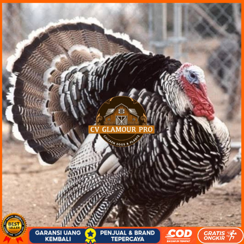

TELUR FERTIL AYAM KALKUN JUMBO UNTUK DI TETASKAN CV GLAMOUR PRO