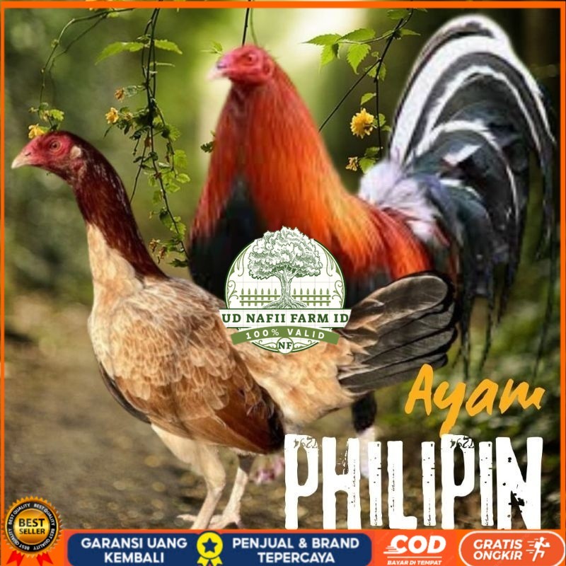 

telur ayam philipin import AK47 bisa untuk di tetaskan UD NAFII FARM ID