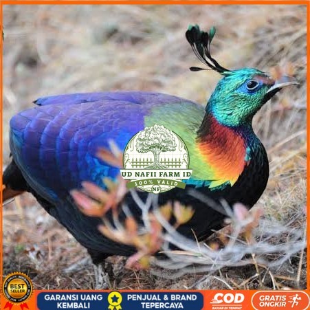 

Telur ayam hias ringneck impeyan pheasant fertil untuk ditetaskan UD NAFII FARM ID