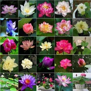 Biji Teratai Jepang Biji Benih Teratai Lotus Mini Biji Bunga Teratai Lotus Varian Warna