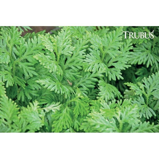 

AZ Daun cakar ayam /rane segar 100Gr PROMO TERMURAH