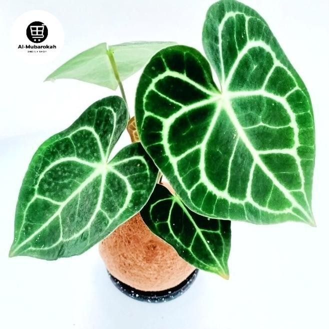 Kokedama - Tarantula Anthurium Kuping Gajah