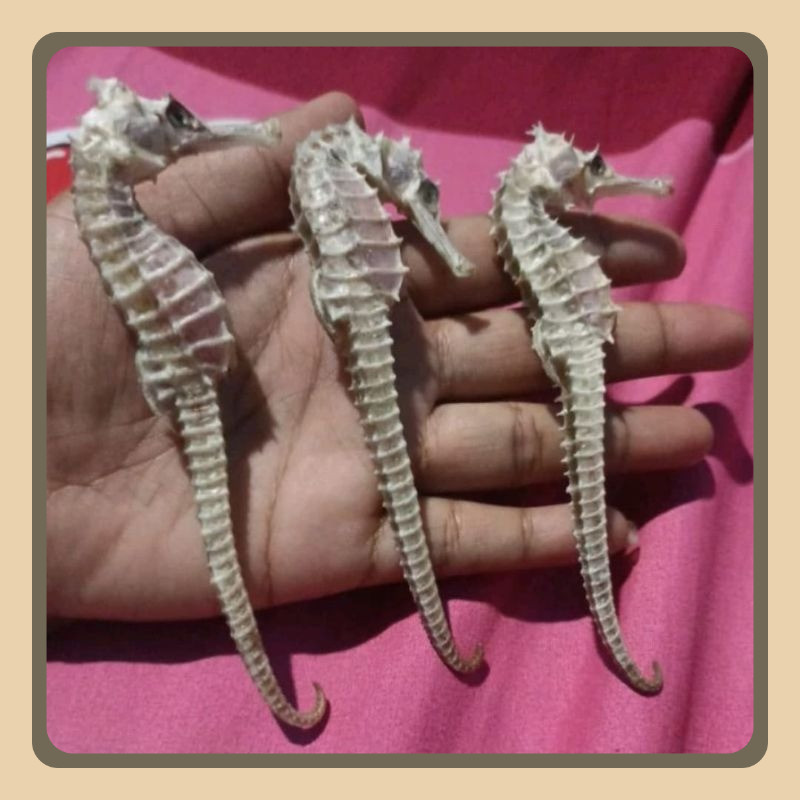 

Kuda Laut Kering JUMBO Kualitas Grade A Super Ukuran 11cm-15cm(1Biji)