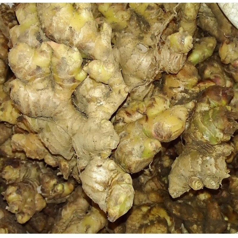 

JAHE GAJAH (press)