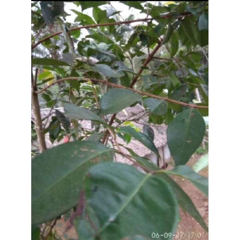 

new.. daun salam segar berkualitas masakan jadi wangi 50 gram