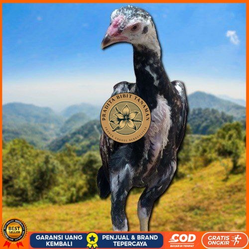 

PAKET MURAH 3 EKOR TELUR SHAMO (Cod) PRADITA BIBIT TANAMAN