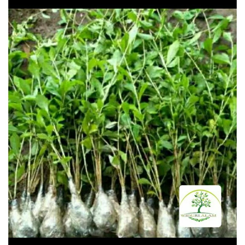 (BISA COD) TANAMAN HIAS LEE KWAN YEW 50 CM - LEE KWAN YU - TANAMAN MENJUNTAI