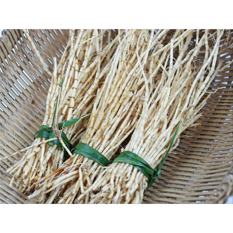 

akar alang-alang segar fres langsung dari kebun