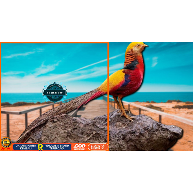 

telur ayam hias goldenpheasant bisa untuk di tetaskan CV LIGHT PRO