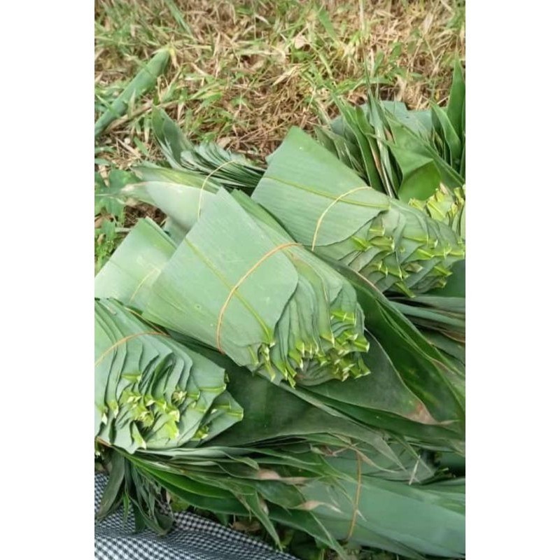 

100 lembar Daun Bambu Kwecang Kicang Lebar 3-4 jari bisa request bambu Apus untuk Herbal
